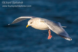 Iceland Gull (adult)