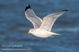 Ring-billed Gull