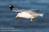 Ring-billed Gull (adult)