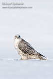 Gyrfalcon