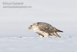 Gyrfalcon