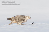 Gyrfalcon