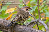 Northern Flicker (male)