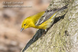 Pine Warbler