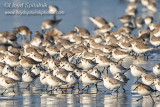 Sanderling