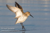 Dunlin