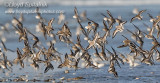 Dunlin (w/Sanderling)