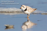 Piping Plover (breeding male)