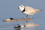 Piping Plover
