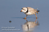 Piping Plover (breeding male)