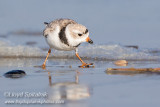 Piping Plover