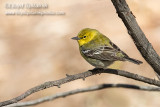 Pine Warbler