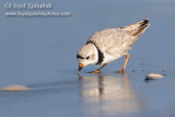 Piping Plover (breeding male) 