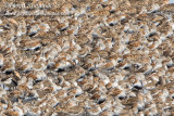 Dunlin