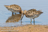 Short-billed Dowitcher 