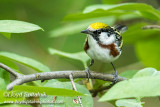 Chestnut-sided Warbler