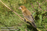 Blue Grosbeak