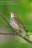 Ovenbird