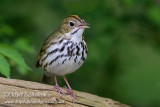 Ovenbird