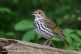 Ovenbird