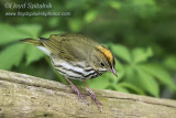 Ovenbird