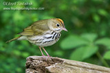 Ovenbird