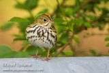 Ovenbird