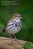 Ovenbird