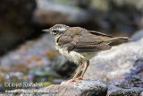 Louisiana Waterthrush (juvenile)