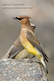 Cedar Waxwing