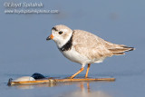 Piping Plover