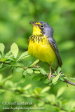 Canada Warbler