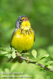 Canada Warbler