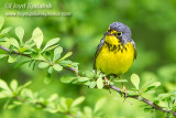 Canada Warbler