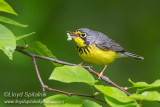 Canada Warbler