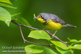 Canada Warbler