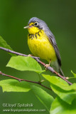 Canada Warbler