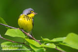 Canada Warbler