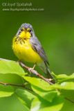 Canada Warbler