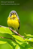 Canada Warbler