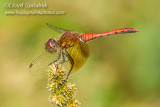 Band-winged Meadowhawk