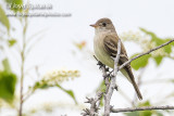 Willow Flycatcher