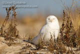 Snowy Owl