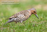 Northern Flicker 