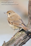 Hermit Thrush