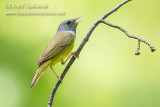 Mourning Warbler
