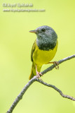 Mourning Warbler (male)