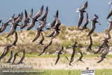 Black Skimmer