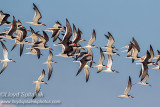 Black Skimmer