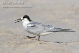 Common Tern (immature)